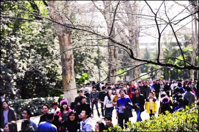 武汉气温回升或将入春 本周末迎&ldquo;樱花大考&rdquo;