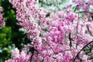 玉渊潭的樱花开了吗 2012玉渊潭樱花节开幕玉渊潭樱