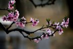 4月4月14日和15日北京周末天气晴好 蜜蜂出巢寻花问柳