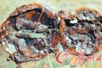 两只乌龟4700万年的爱情 出土两只乌龟交配化石