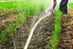 河南持续高温 多地出现旱情