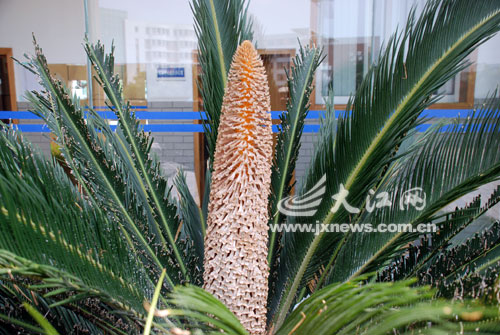 南昌铁树开花