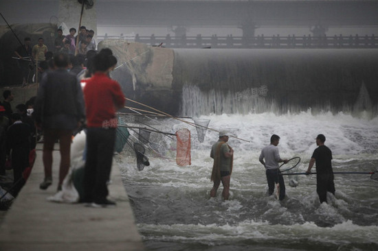 洛河水涨市民集体捞鱼