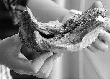 杭州挖出巨型牡蛎 杭州挖出巨型牡蛎