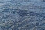 14日凌晨辽宁地区出现霜冻天气 不利于秋种
