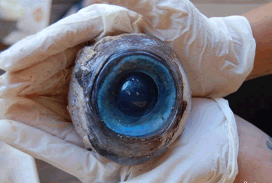 神秘蓝色大眼睛 海滩上这颗神秘的大眼睛不知道是哪