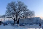 大庆雾淞 2012年12月17日大庆市出现雾凇美景