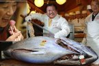 史上最贵金枪鱼 一条222kg的金枪鱼(鲔鱼)售价1.55亿日