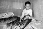 蟒蛇12年伴少年成长 与蟒同居的12年少年的故事
