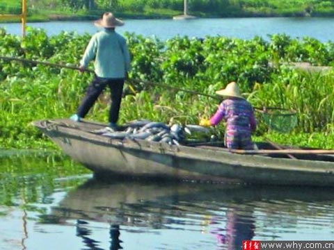上海青浦上百斤&ldquo;热死鱼&rdquo;被抛入公共河道