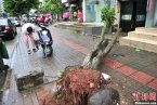 海南台风飞燕过境 大树被连根拔起 飞燕台风对海南