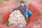 世界最大蘑菇 云南玉溪发现野生食用菌巨大口蘑重达
