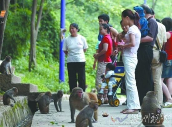 男婴睾丸被猴子吞食