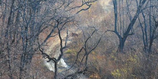 吉林摄影师山路遇虎