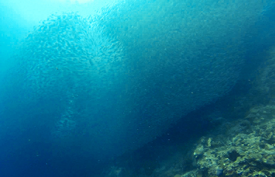 温州美女摄影师贞妤在菲律宾潜水拍到的沙丁鱼风暴