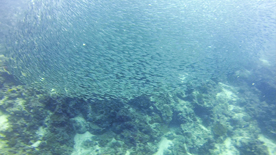 温州美女摄影师贞妤在菲律宾潜水拍到的沙丁鱼风暴