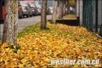 重庆银杏黄了 2013年11月24日重庆市最低气温可能跌至