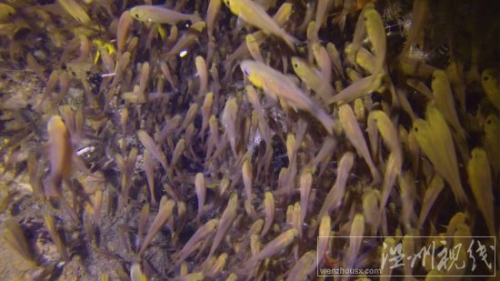 贞妤菲律宾潜水视频