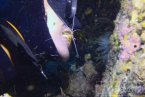 贞妤菲律宾潜水视频 20多米深海底的清洁虾为潜水员