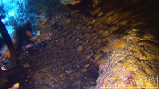 贞妤菲律宾潜水视频