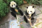 温州正辉认养两只大熊猫 温企终生认养大熊猫