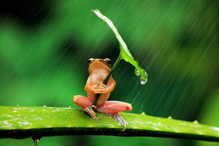 一只打着雨伞的树蛙 印尼摄影师“打着雨伞”的树蛙