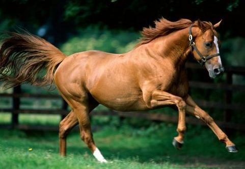 12生肖马年运势