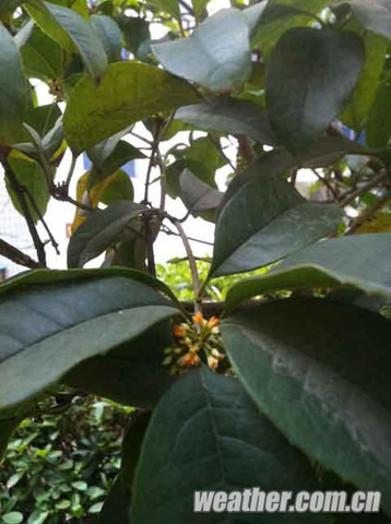 合肥最高温超20℃ 鸟语花香“春意盎然”