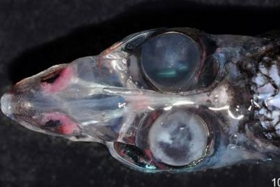 四眼怪鱼拥有4只眼睛 四眼鱼也叫玻璃头桶眼鱼