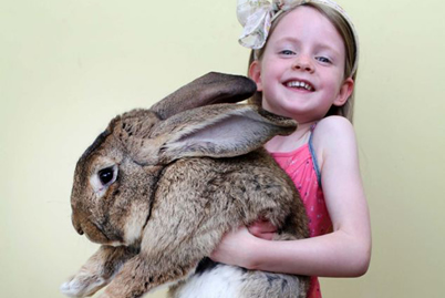 世界最大兔子体长1米22体重45斤 吉尼斯世界纪录世界