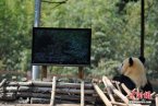 云南野生动物园给大熊猫装电视 就不怕电死大熊猫吗