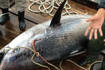 蓝鳍金枪鱼价格昂贵已濒临灭绝 广东渔民捕获680斤蓝