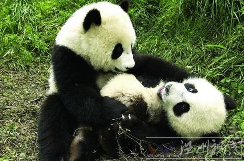 熊猫帮主:20万年薪陪熊猫