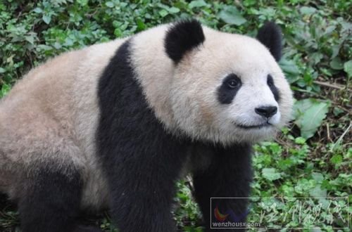 熊猫帮主:20万年薪陪熊猫