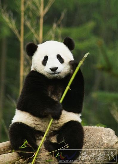 熊猫帮主:20万年薪陪熊猫