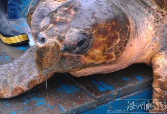 温州渔民钓到百斤大海龟
