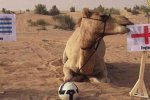 神兽成灾星 世上本无神兽 预测世界杯的骆驼沙欣也