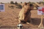 世界杯神兽是一只骆驼 巴西世界杯预测神兽赛场外的