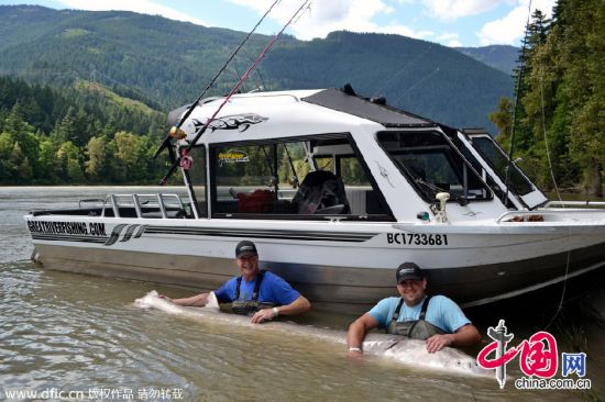 美国父子捕获一条900磅白鲟鱼测量后放生