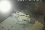 女子电梯内小便被保安曝光