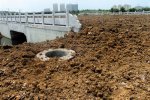 马路盖土种豆原因是什么 江苏泗洪在马路盖土种黄豆