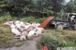 百头猪被雷击死 湖南茶陵县一养猪场被雷击