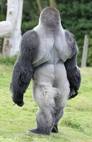 大猩猩安巴姆喜欢直立行走