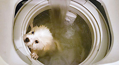 洗衣机洗狗