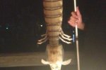 美国渔民捕获半米巨虾 鉴定为螳螂虾