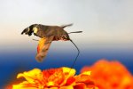 蜂鸟鹰蛾是昆虫界里的四不像