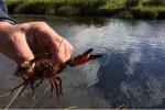 苏格兰遭小龙虾入侵 苏格兰政府却禁止人们捕食