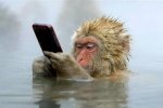日本猴子边泡温泉边玩手机