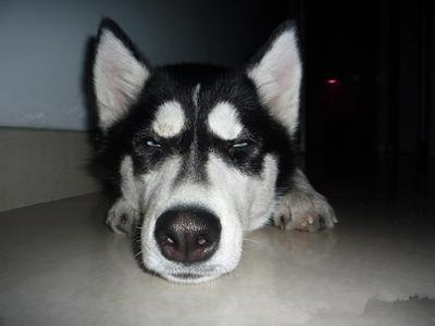 哈士奇迷路跑到派出所向警察求助