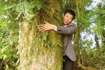 苍南天井村有一棵300年树龄的红豆杉